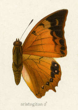 صورة Charaxes aristogiton Felder & Felder 1866