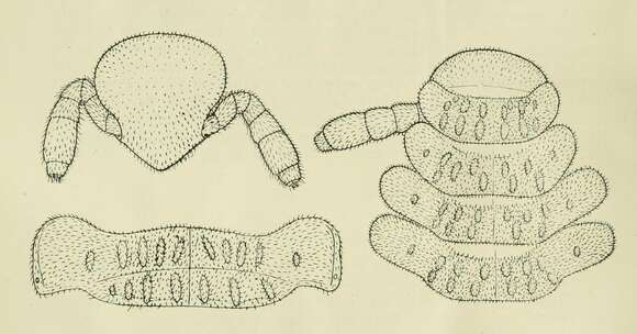 Image of Gosodesmus claremontus Chamberlin 1922