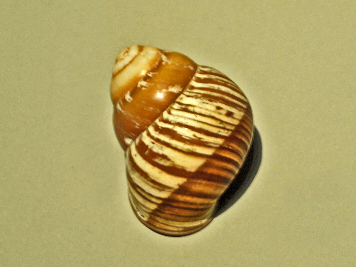 Image of Helicostyla ticaonica