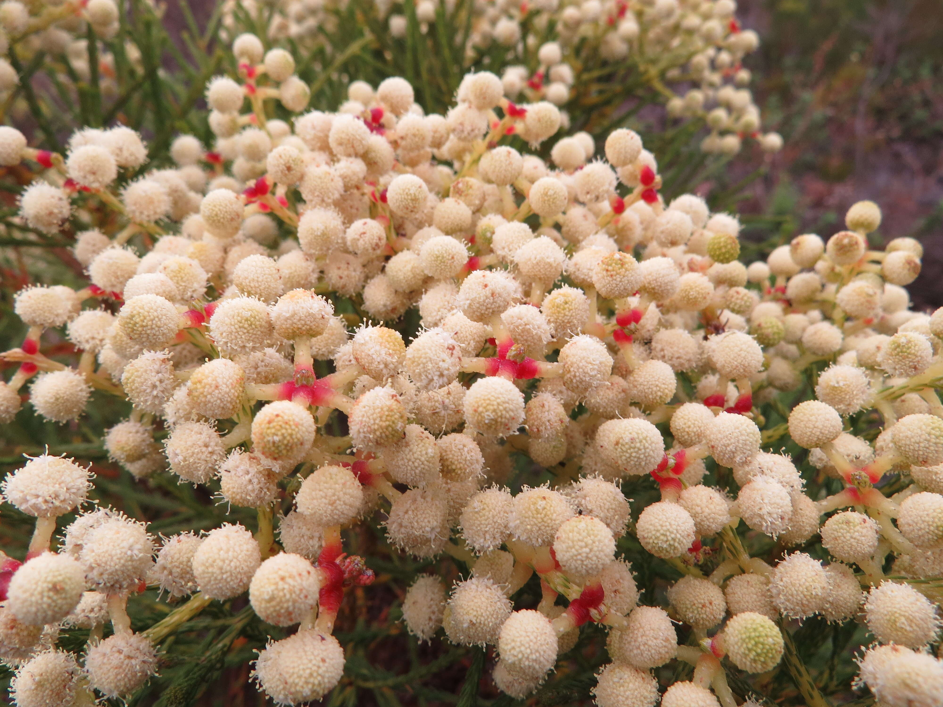 Image of Berzelia lanuginosa (L.) Brongn.