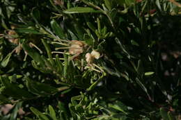 Image of Grevillea granulosa Mc Gill.