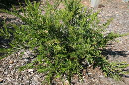 Image of Grevillea granulosa Mc Gill.