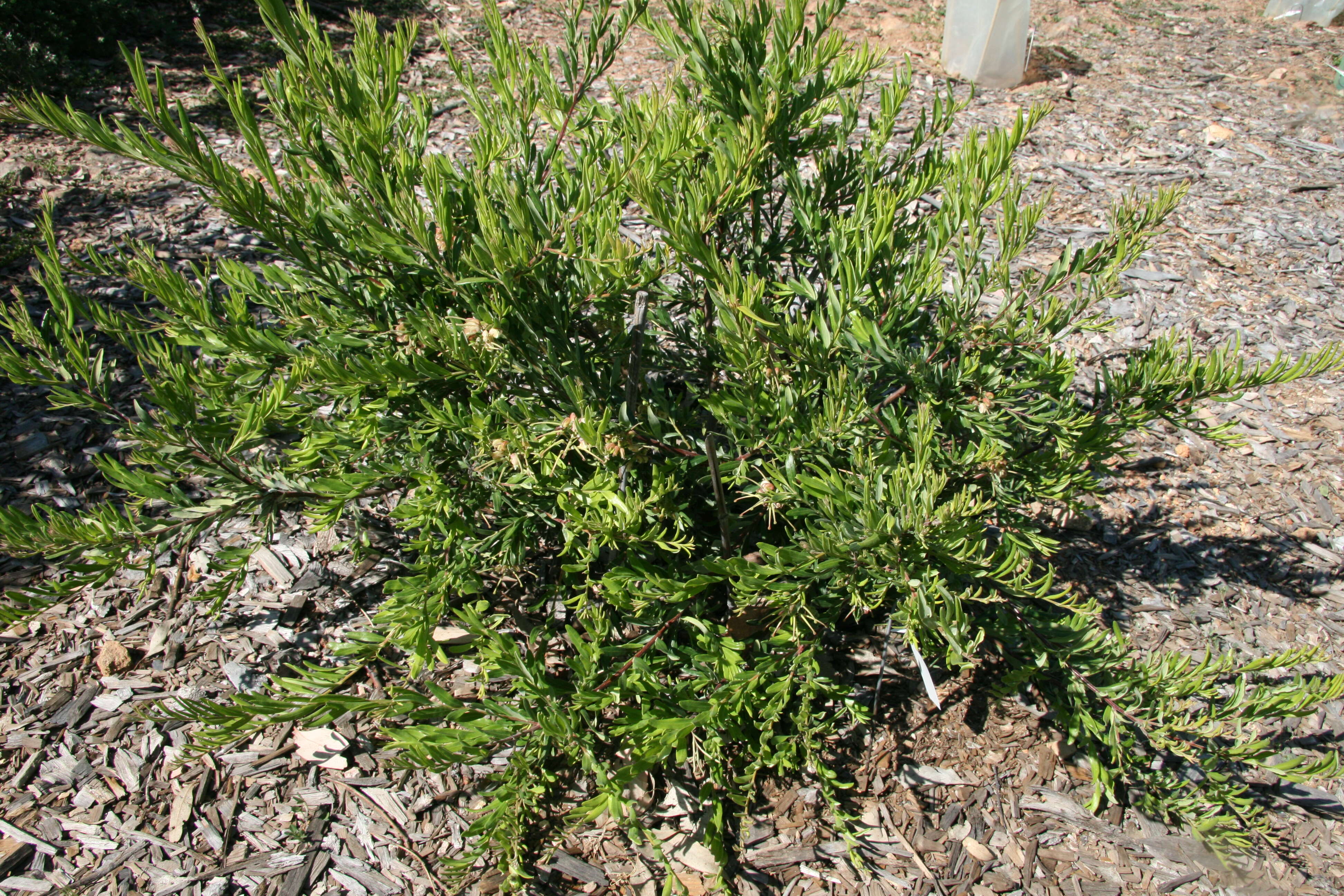 Image of Grevillea granulosa Mc Gill.