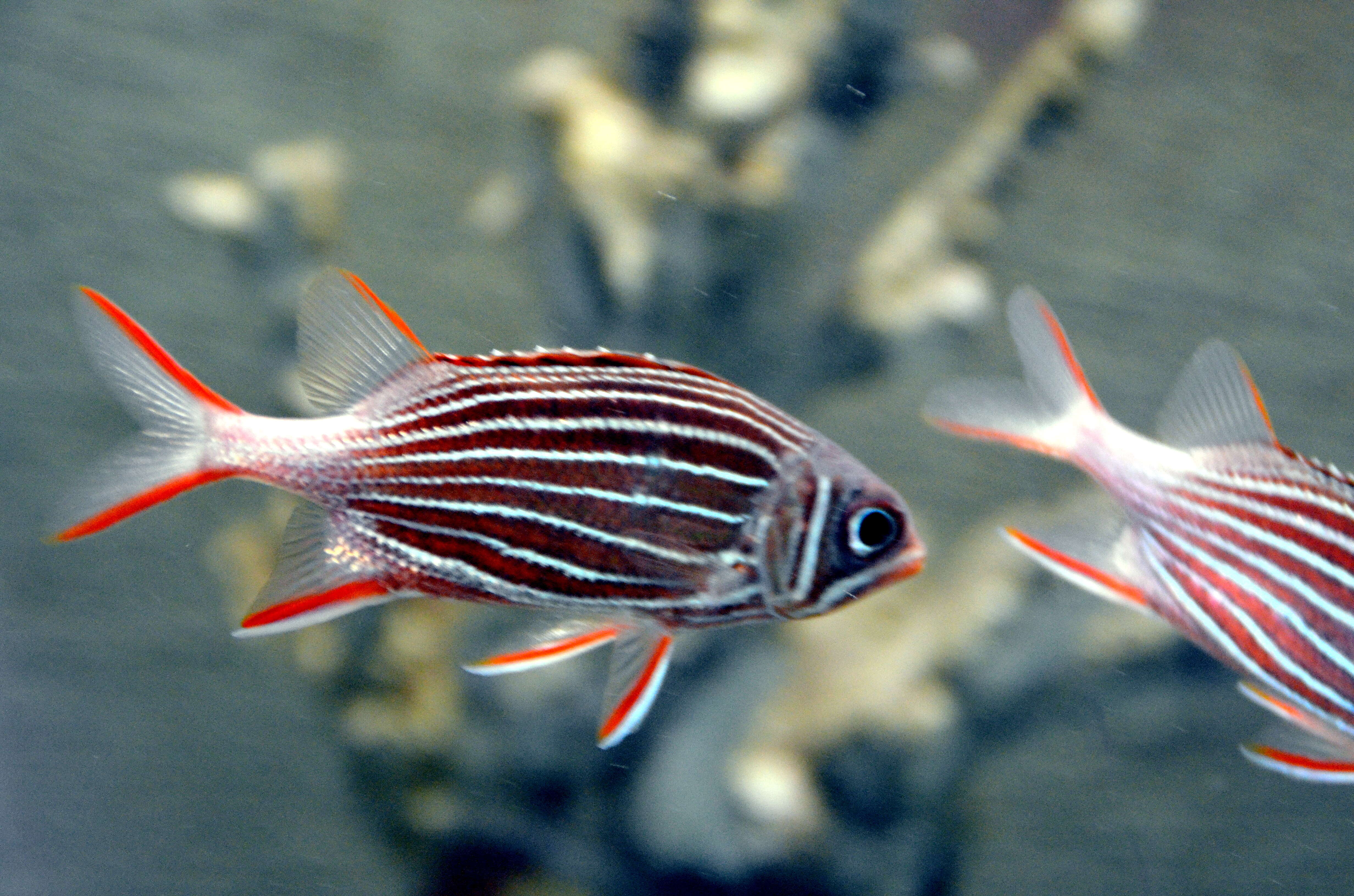 Image of Crown Squirrelfish