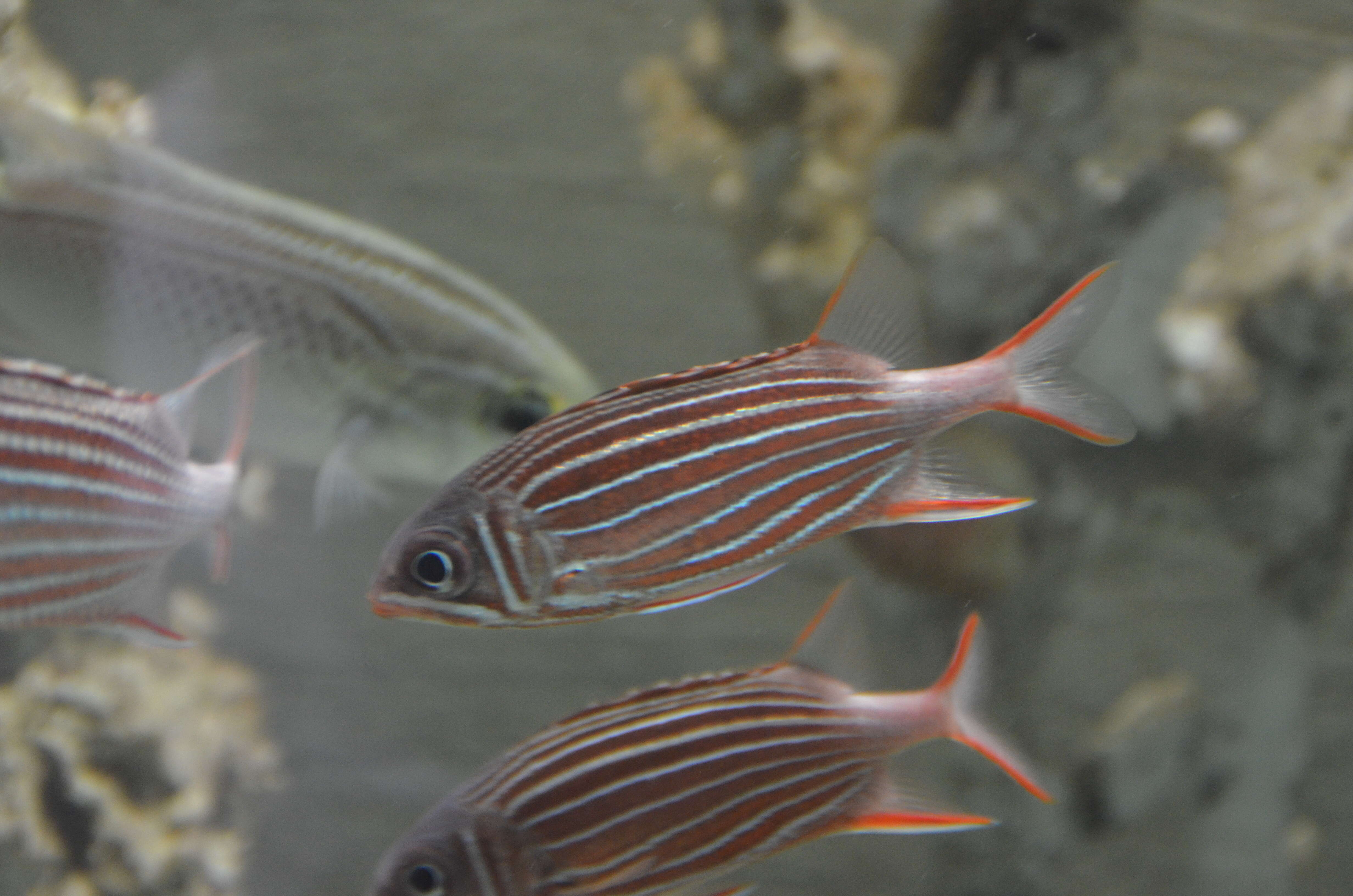 Image of Crown Squirrelfish