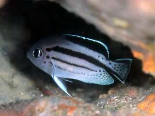 Image of Blackstriped Angelfish