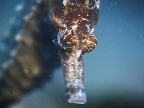 Image of Flat-faced Seahorse