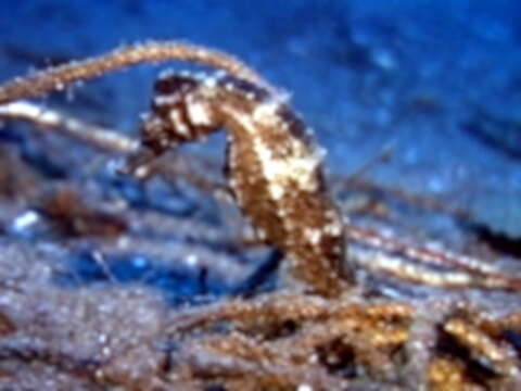 Image of Flat-faced Seahorse