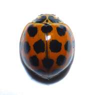 Image of Lady beetle