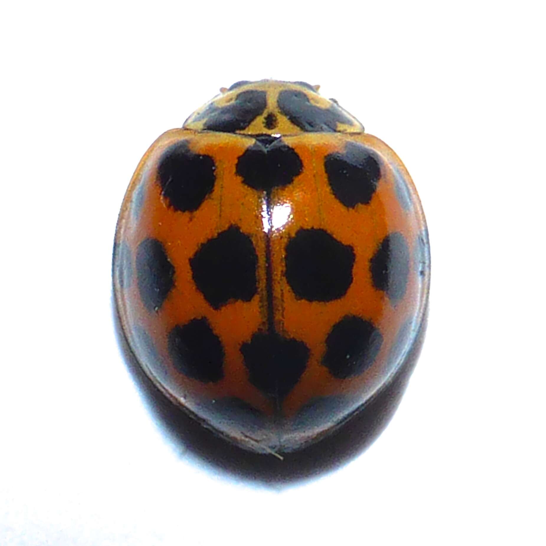 Слика од Harmonia conformis (Boisduval 1835)