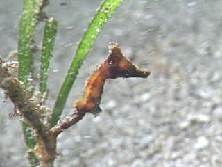 Image of Crowned Seahorse