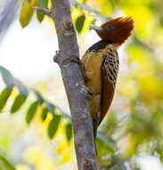 Image of Caatinga Woodpecker