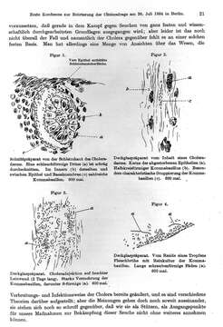 Image of Vibrio