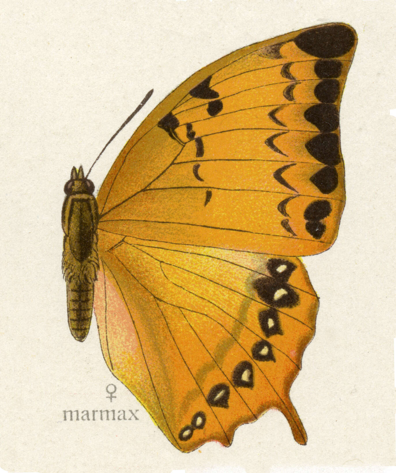 Imagem de Charaxes marmax Westwood 1848