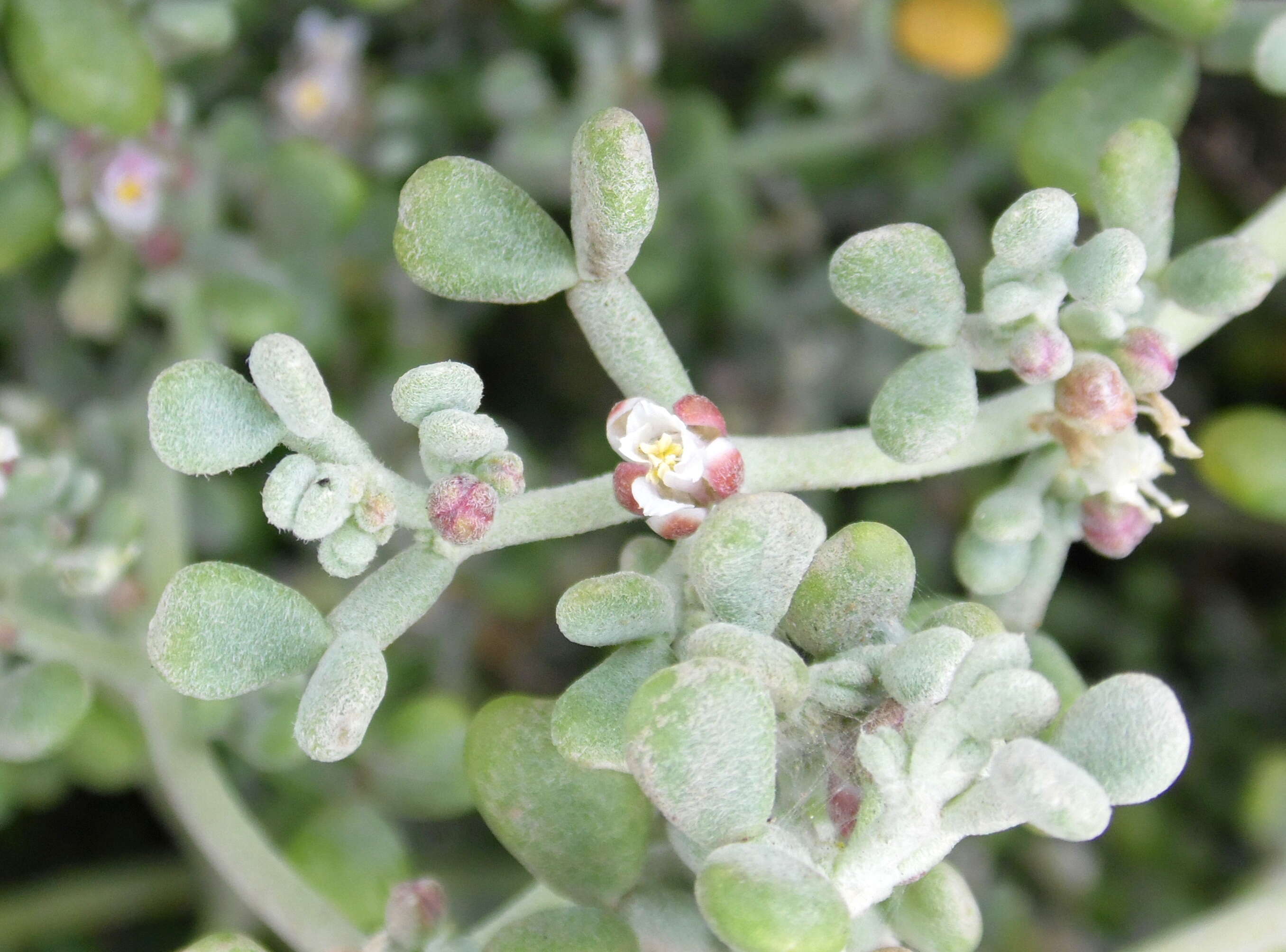 Image of Tetraena