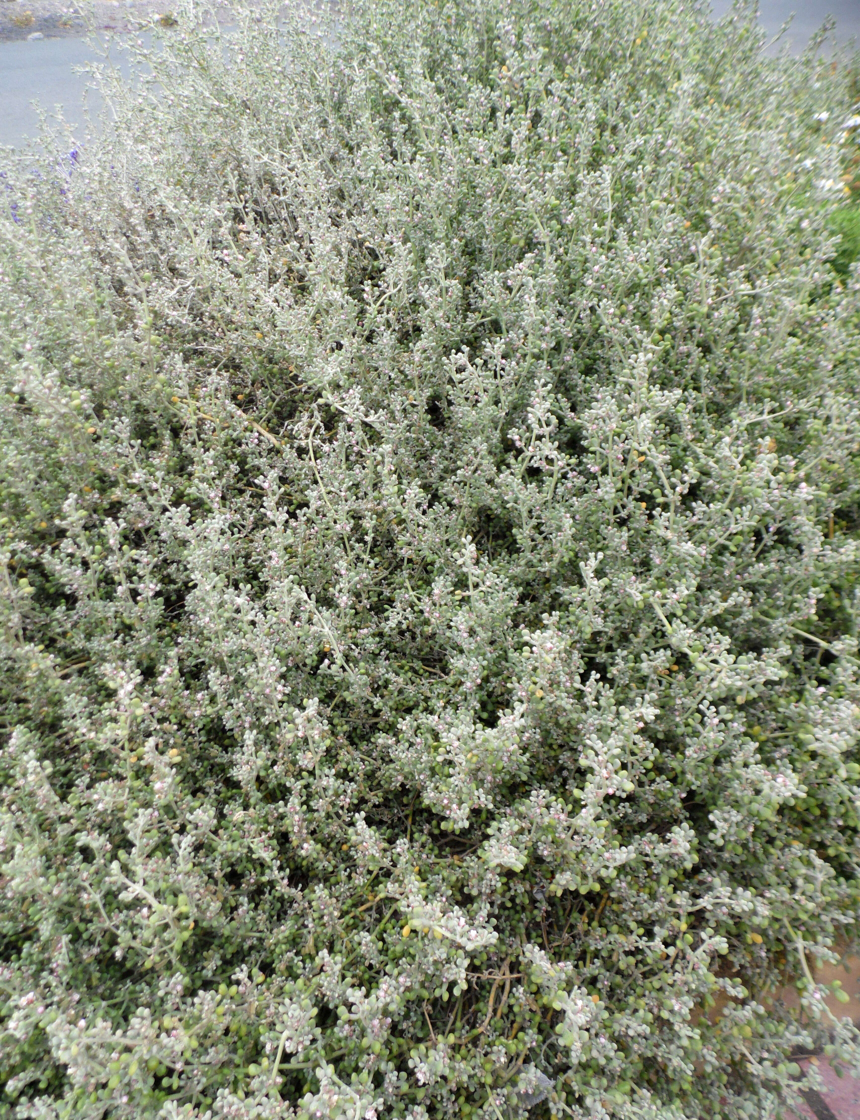 Image of Tetraena