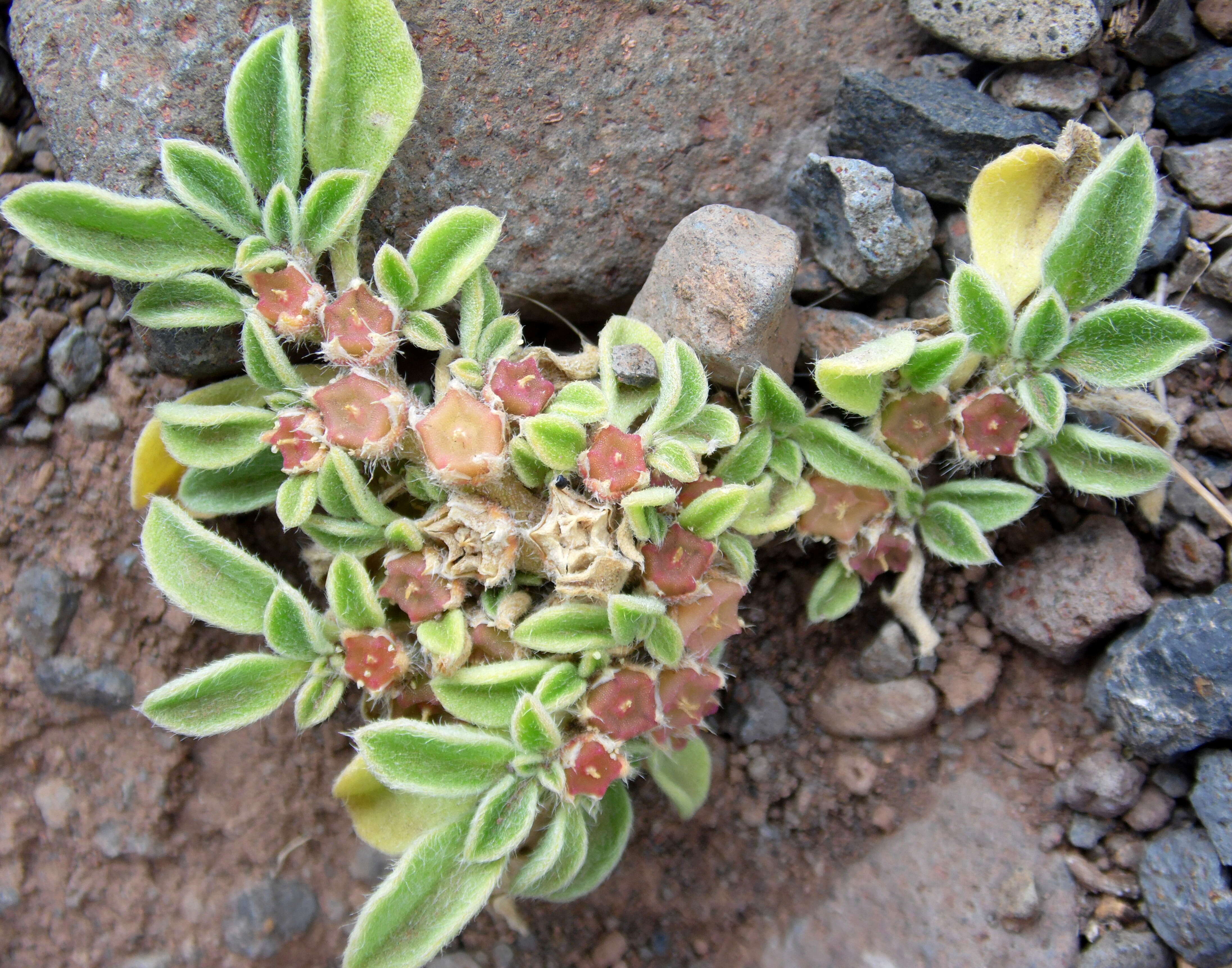 Image of Purslane-leaved aizoon