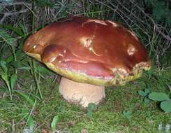 Image of Boletus rubriceps D. Arora & J. L. Frank 2014