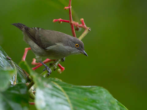 Image of Black-faced Dacnis