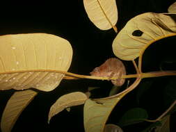 Image of Short-horned Chameleon