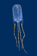 Image of Bonaire banded box jelly