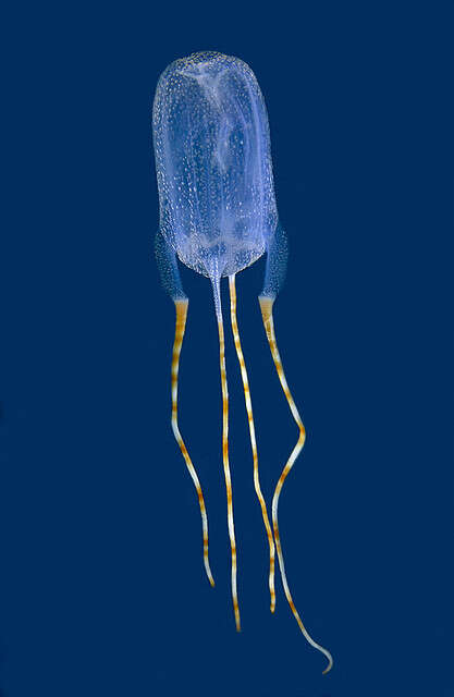 Image of Bonaire banded box jelly
