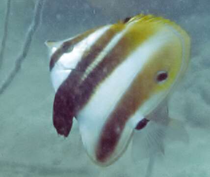 Image of Two Spot Coralfish