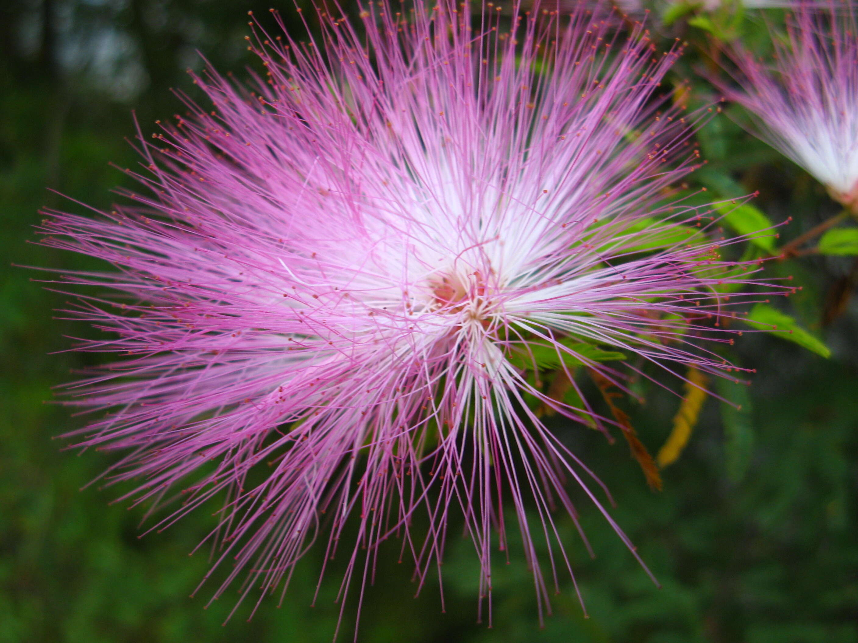 Imagem de Calliandra tergemina (L.) Benth.