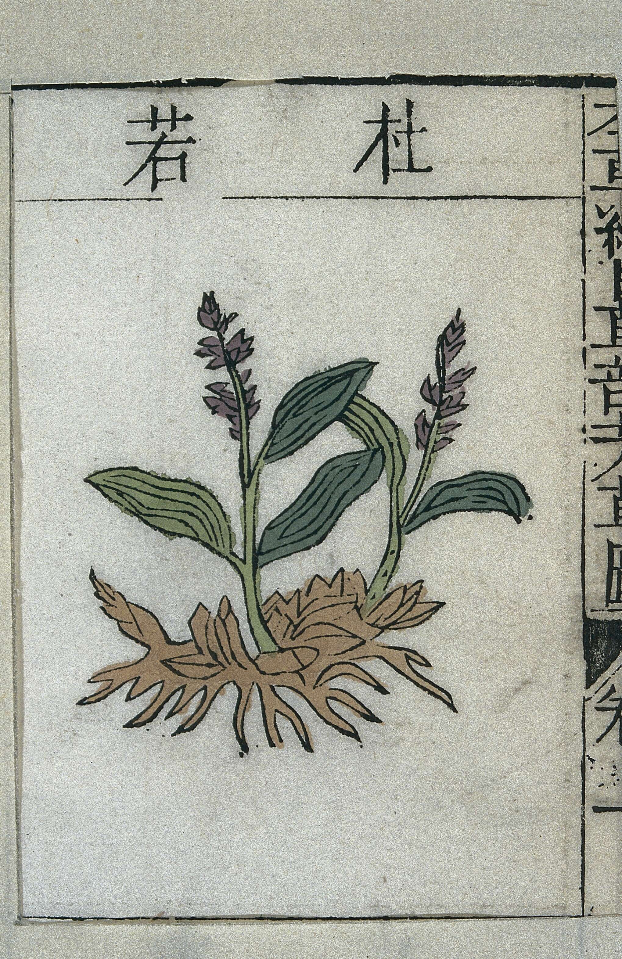 Image of Pollia japonica Thunb.