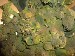 Image of sprouting broccoli