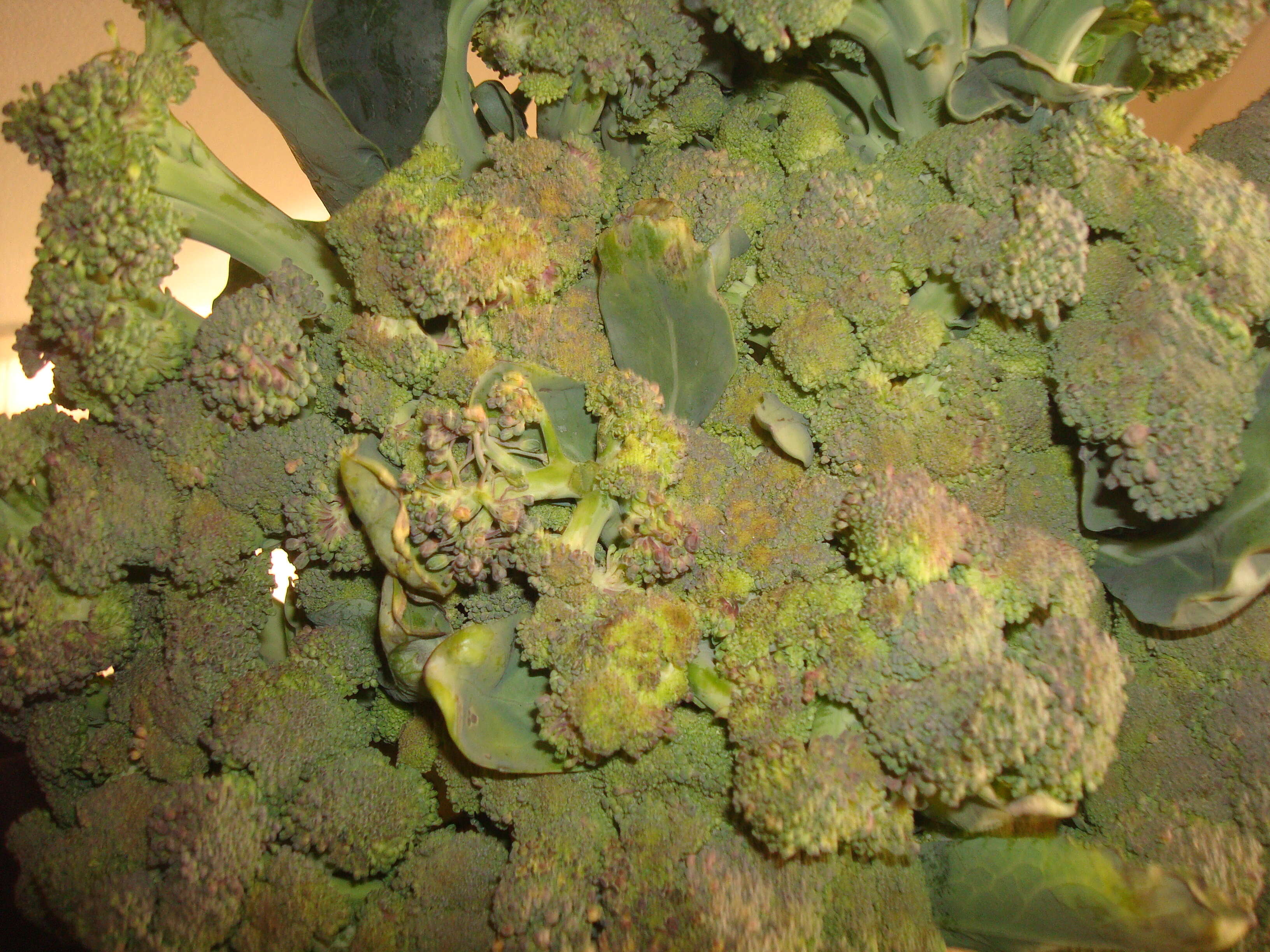 Image of sprouting broccoli