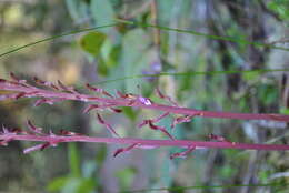 Image of Pacific coralroot