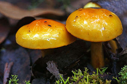 Imagem de Cortinarius sinapicolor Cleland 1933