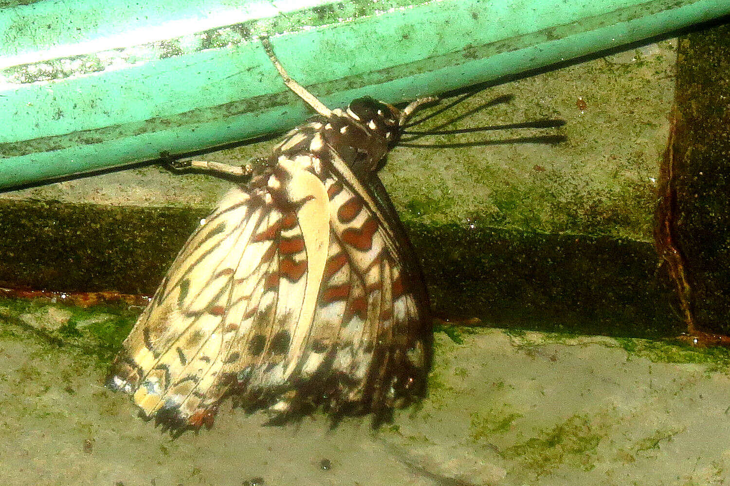 Imagem de Charaxes etesipe Godart 1824