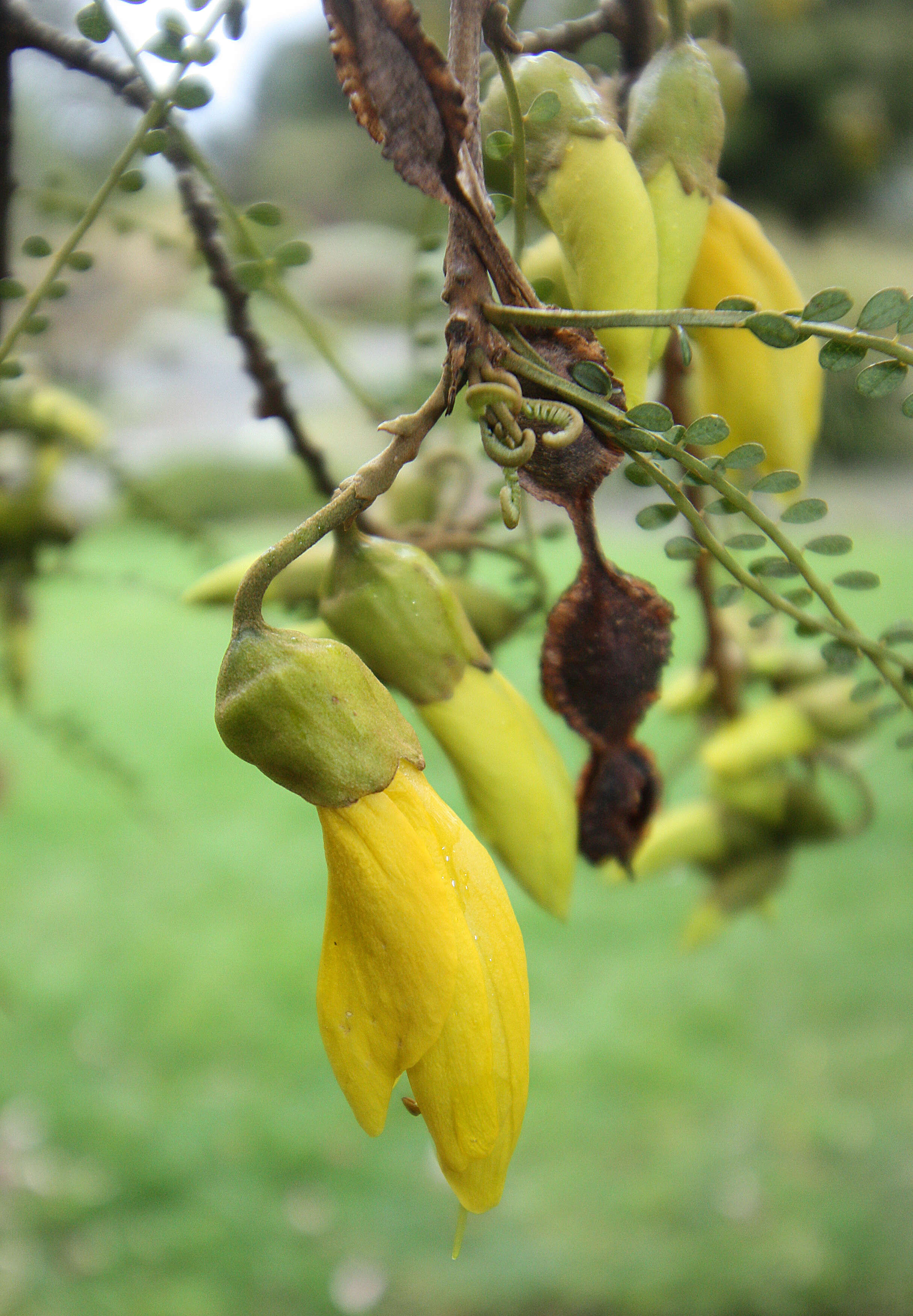 Image of Sophora microphylla var. longicarinata (G. Simpson) Allan