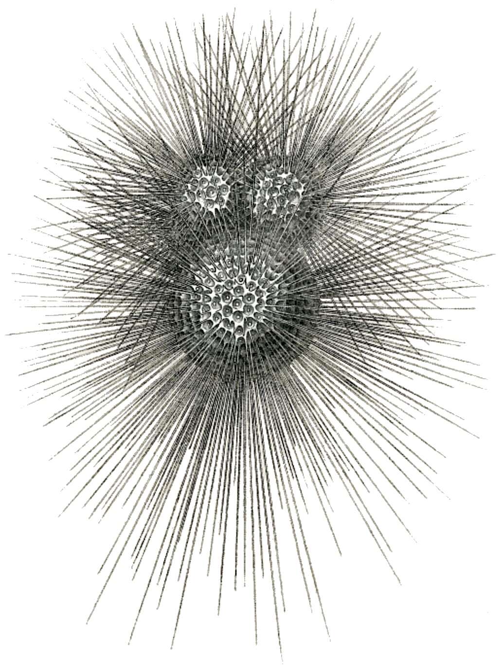 Слика од Globigerina bulloides d'Orbigny 1826