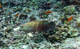 Image of Banded-tail Coral-cod