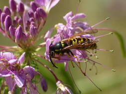 Image de Vespula atropilosa (Sladen 1918)