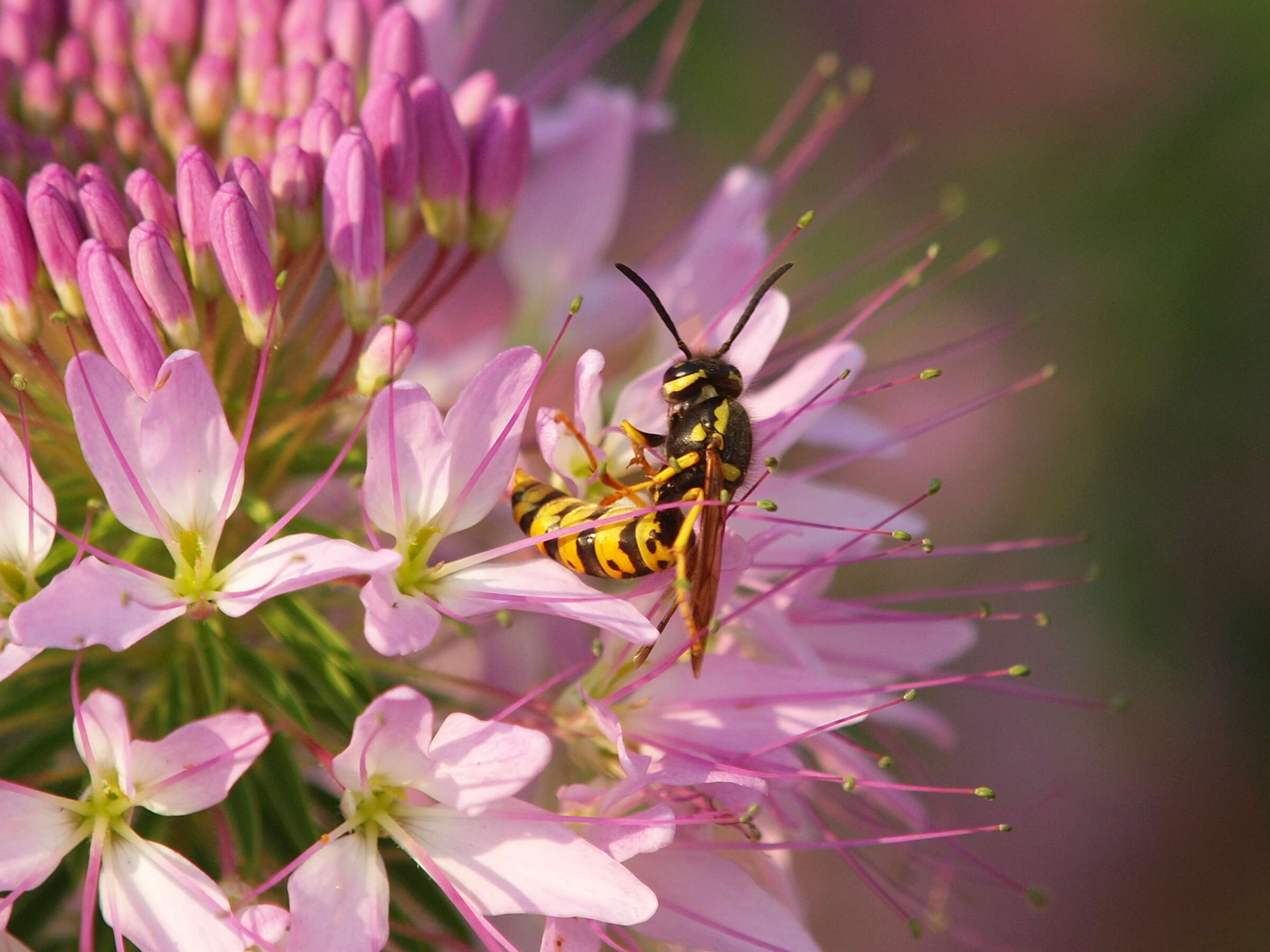 Image of Prairie Yellowjacket