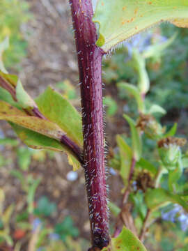 Image of purplestem aster