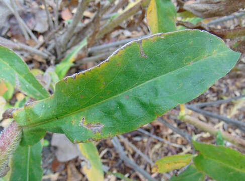 Image of purplestem aster