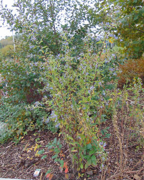 Image of purplestem aster