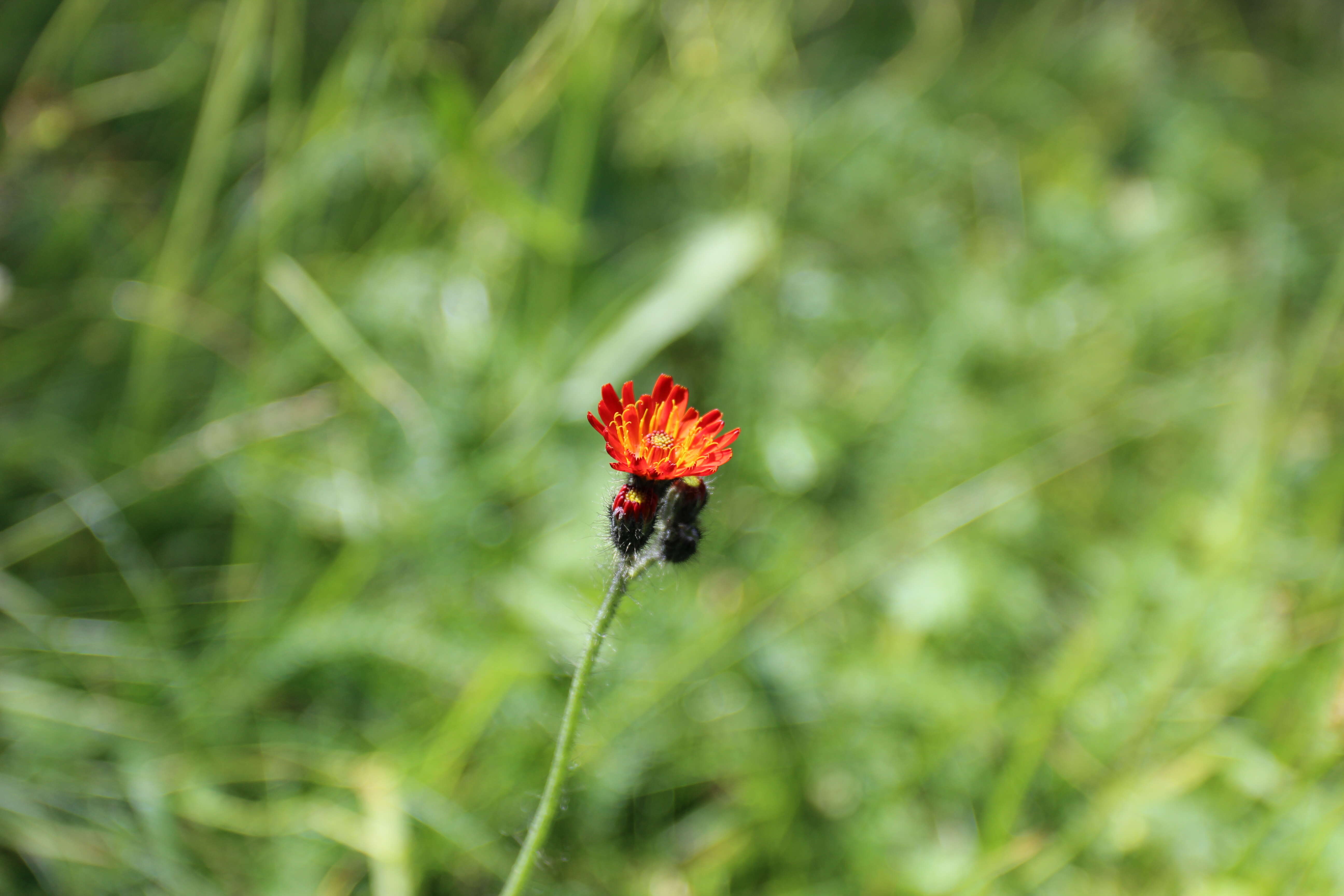 Imagem de Pilosella aurantiaca (L.) Sch. Bip., F. W. Schultz & Sch. Bip.