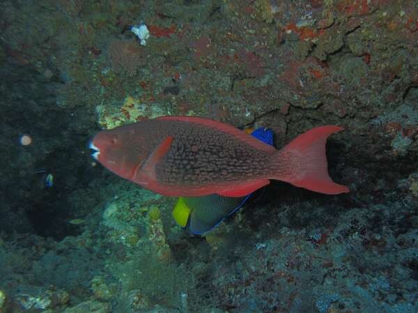 Image of Bicolor Parrotfish