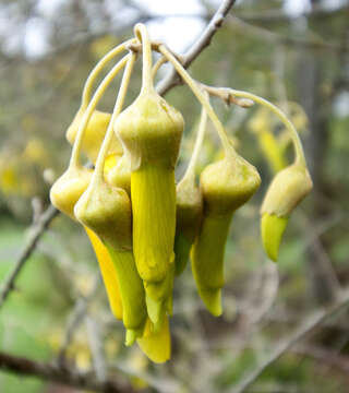 Image of Sophora fulvida