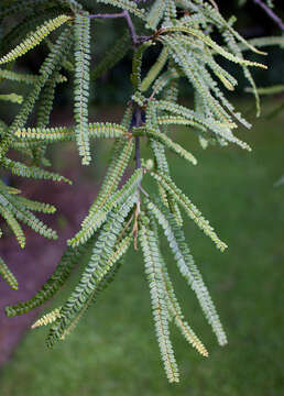 Image of Sophora fulvida