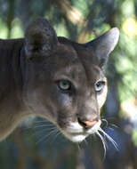 Image of Puma concolor coryi