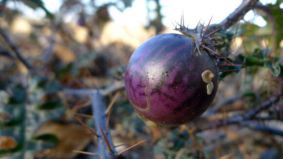 Image of Solanum prinophyllum Dun.