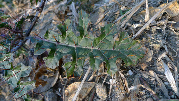 Image of Solanum prinophyllum Dun.