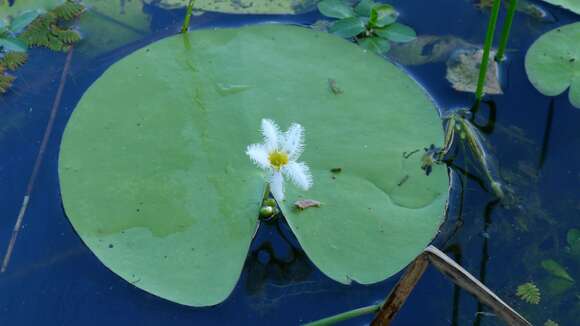 Image of Water-snowflake